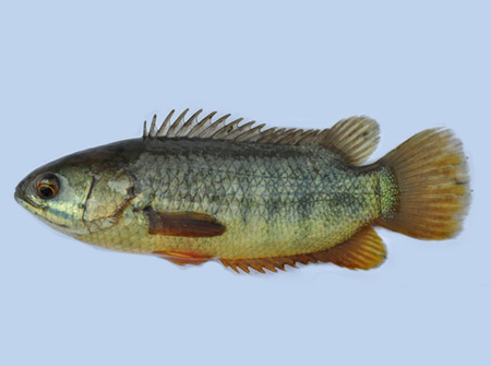 Local Indian Fish - Bengal Koi